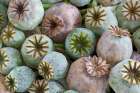 USA, Washington State, Seabeck. Close-up of poppy seedheads. Art Print